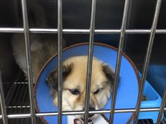 -安安宠医宠物医院·异宠·犬猫内科(岳阳分院)
