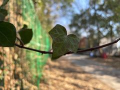 -上海佘山国家森林公园西佘山园