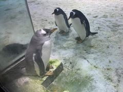 -大连圣亚海洋世界