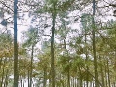 -金孔雀温泉旅游度假村