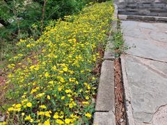 -北京西山国家森林公园