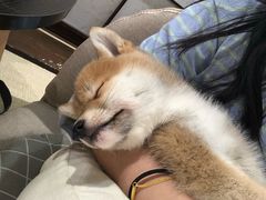 -逗柴咖啡屋·狗咖猫咖宠物桌游