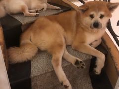 -喜柴咖啡·柴犬狗咖