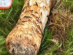 -然锅料理