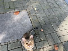 -泰州凤城河风景区-泰山公园