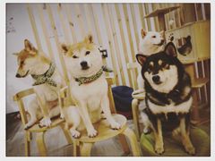 -柴迷FANS CLUB·柴犬狗咖·猫咖