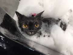 -MOLLY'S萌宠生活馆