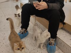 -猫域·湾主题猫咖·宠物吧(南坪城市广场店)