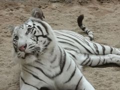 -清迈夜间动物园