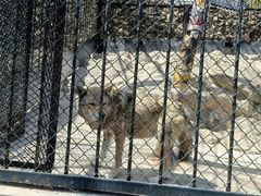 -大连森林动物园