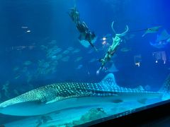 -烟台海昌鲸鲨海洋公园