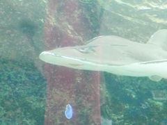 -悉尼海洋生物水族馆