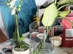 -溪岸路花鸟市场