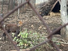 -合肥野生动物园