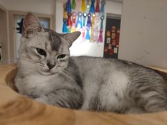 -有喵·猫咖·狗咖·30几只猫10只小狗(岗厦店)
