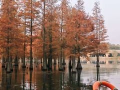 -白鹭湾湿地公园