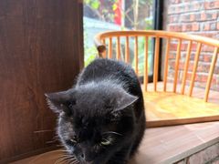 -豆逗聊愈猫阁Easy Life