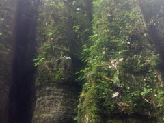 景点-山王坪喀斯特国家生态公园