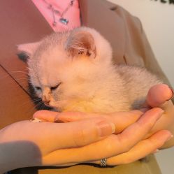 -本小姐美学·半永久纹眉野生眉