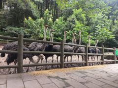 -贵州森林野生动物园
