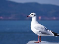 -海埂大坝