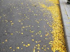 -三里屯东五街银杏大道