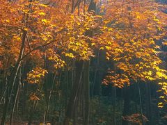 -杭州半山国家森林公园