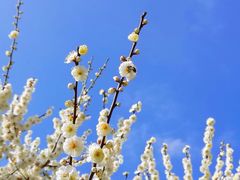 -香雪海