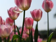 -厦门园林博览苑