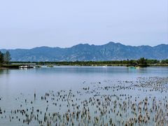 -野鸭湖国家湿地公园