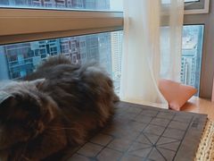 -Sweet cat·星愿猫咖(国贸大厦店)
