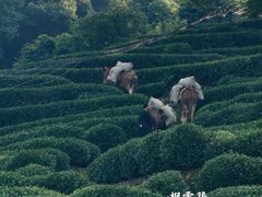 -十八棵（老龙井）御茶园(老龙井店)