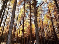 -塞罕坝国家级自然保护区