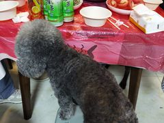 -美联众合动物医院·24h转诊中心
