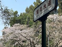 -武汉大学-樱园