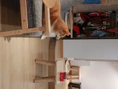 -南京Hallo宠物乐园·哈罗犬舍·柴犬繁育基地