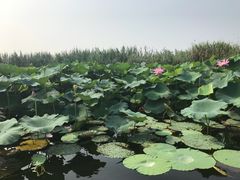 -荷塘月色湿地公园·向阳花洲