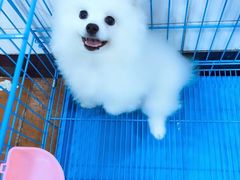 -翊宠yipet猫狗购宠庄园犬舍•猫舍