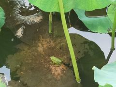 -荷塘月色湿地公园·向阳花洲