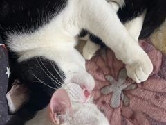 -瑞派康怡24h宠物医院·犬猫医疗中心·微创绝育(瑞景分院)