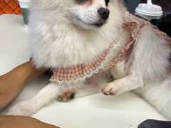 -怪兽屋·羊驼·猫咖·狗咖(俊华广场店)