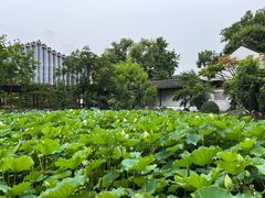 -上海醉白池公园