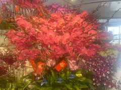 -龙大花卉苗木市场