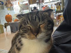 -平行世界·猫咖(首经贸店)