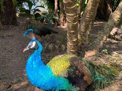 -中国科学院西双版纳热带植物园
