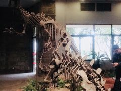 -自贡恐龙博物馆