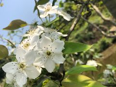 -楠柏弯休闲山庄(梨花溪店)