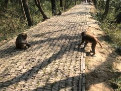 -苏州上方山国家森林公园