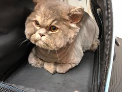 -小尾巴宠物店(万科·金域华庭店)