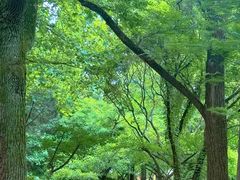 -上海共青森林公园